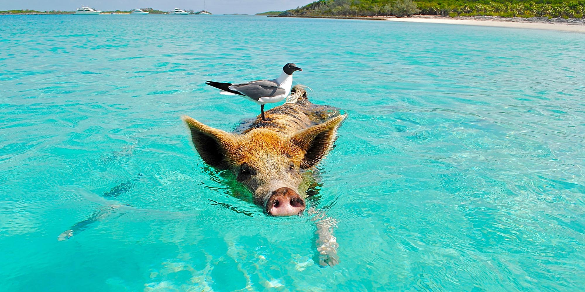 Embrace the Wild: 7 Must-Visit Wildlife Destinations for Your Next Holiday
