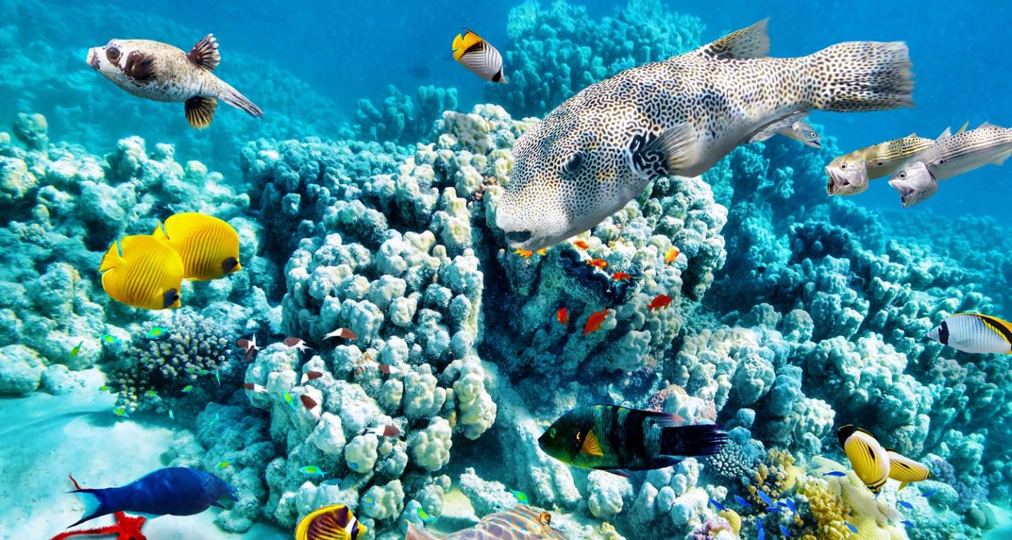 See some of the best Coral Reefs on Earth on a cruise to Central America