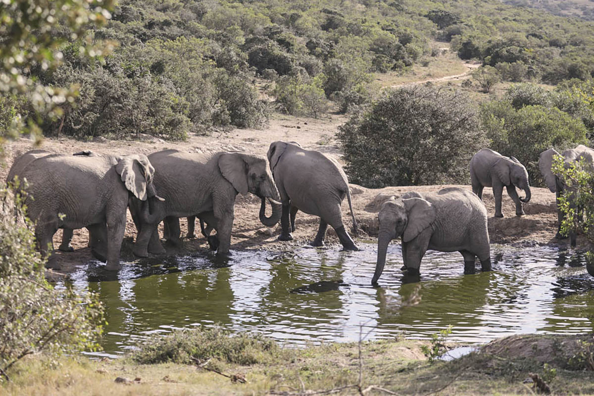 Bukela Game Lodge - Amakhala Game Reserve