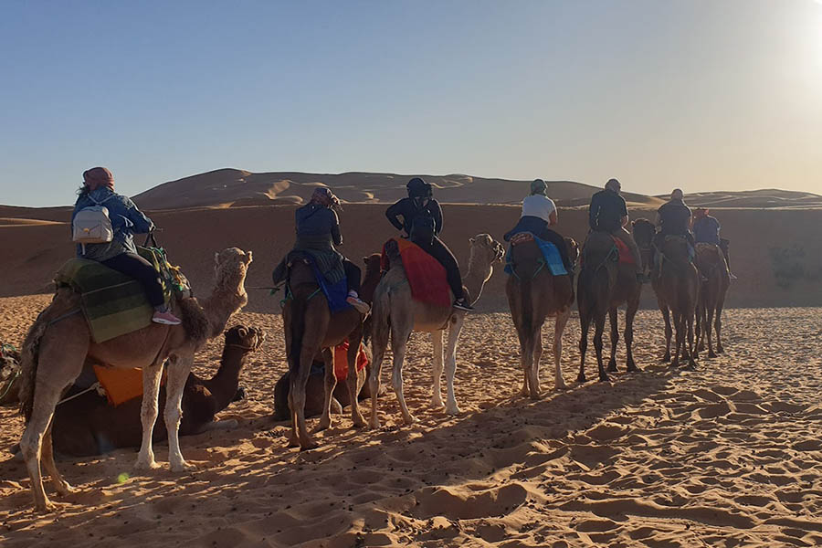 Camel Ride in the Sahara Desert