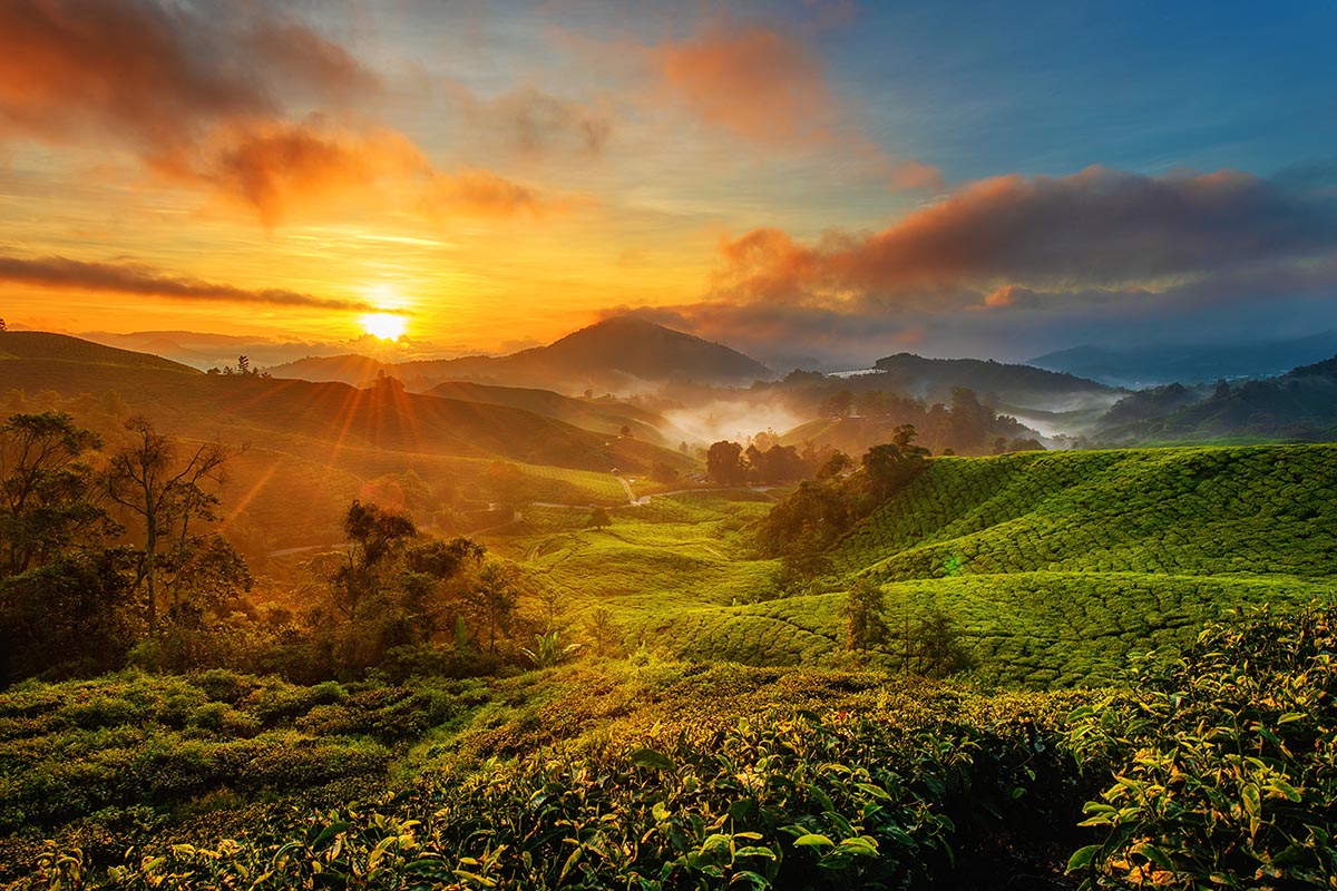 Cameron Highlands