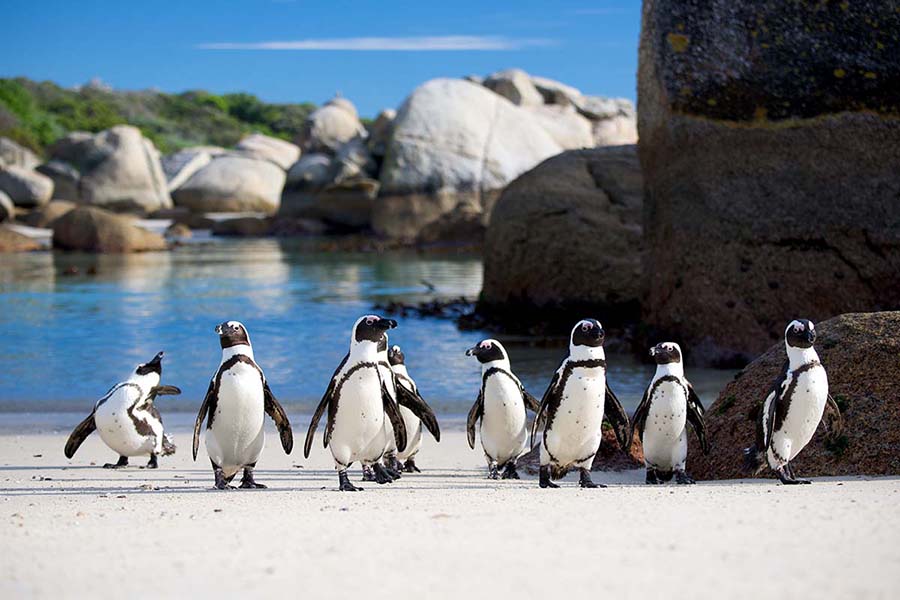 Cape Peninsula Tour