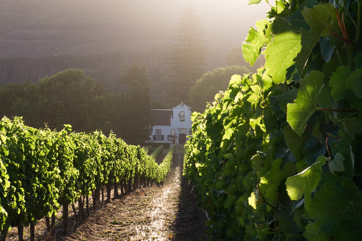 Constantia Winelands Experience