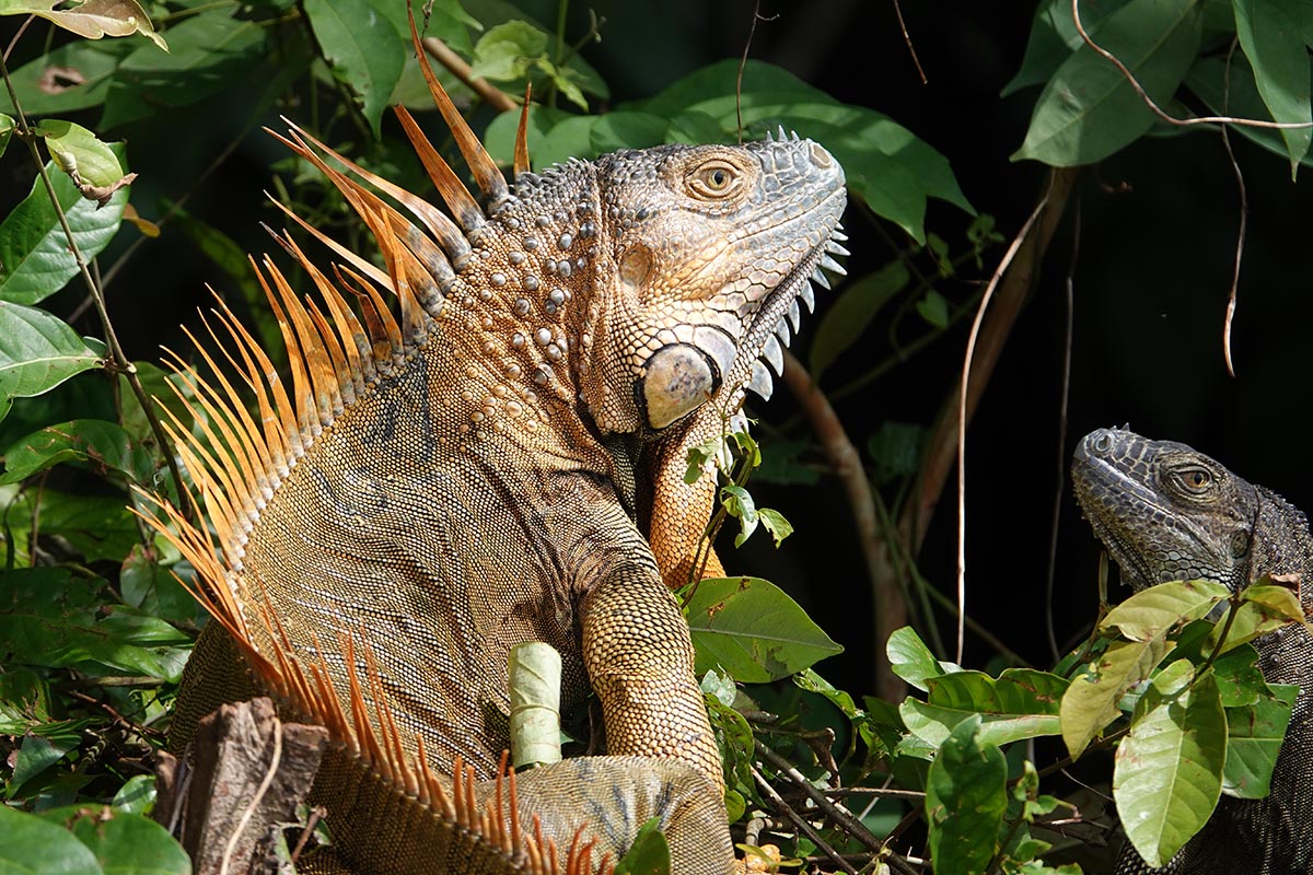 Costa Rica Iguana