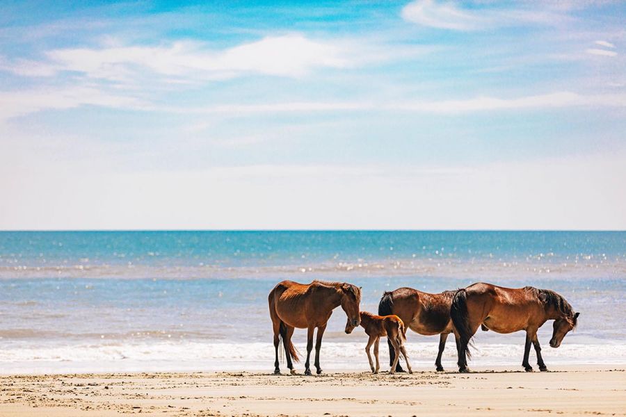 Outer Banks Wild Horse Safari