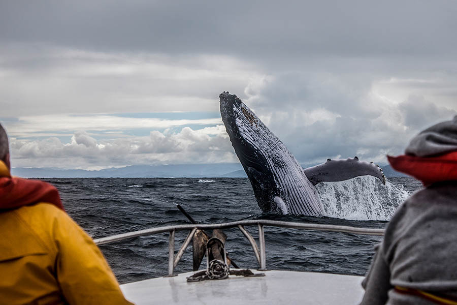 Whale Watching Tour