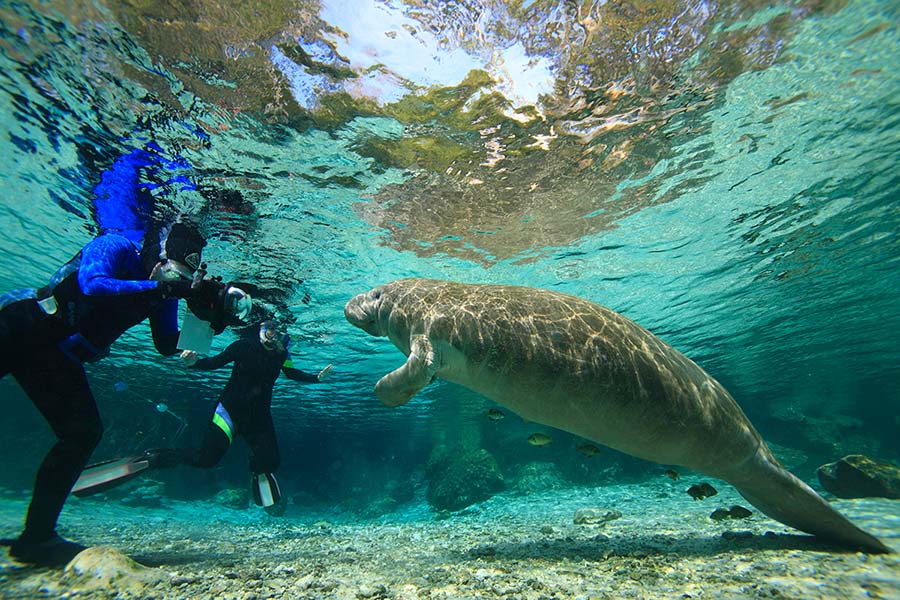 Swim with Manatees