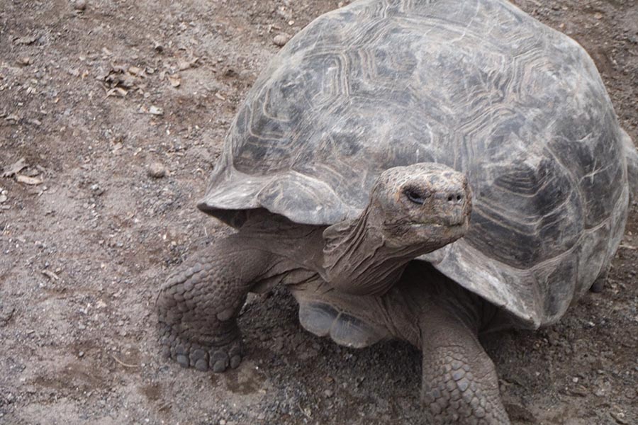 Giant Tortoise Breeding Centre