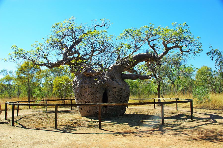 Boab Prison Tree