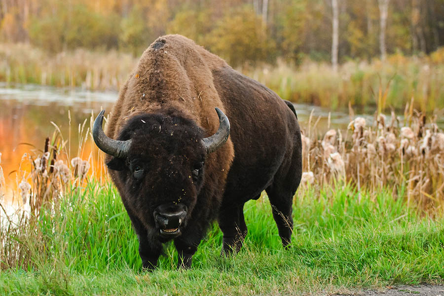 Elk Island National Park