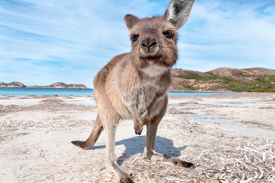 Lucky Bay, Esperance