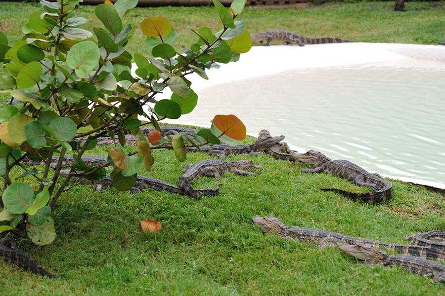 Everglades Airboat Adventure