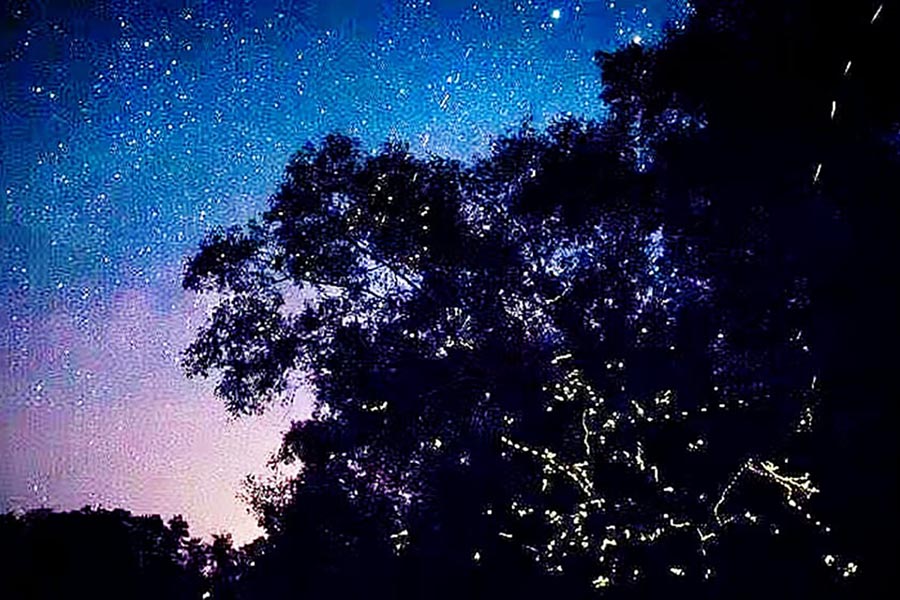 Bongawan Wetland, Proboscis Monkey and Fireflies Tour