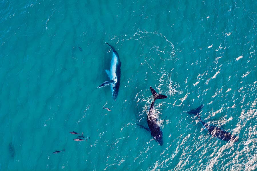 Humpback Migration, Fraser Island (K'gari), Australia