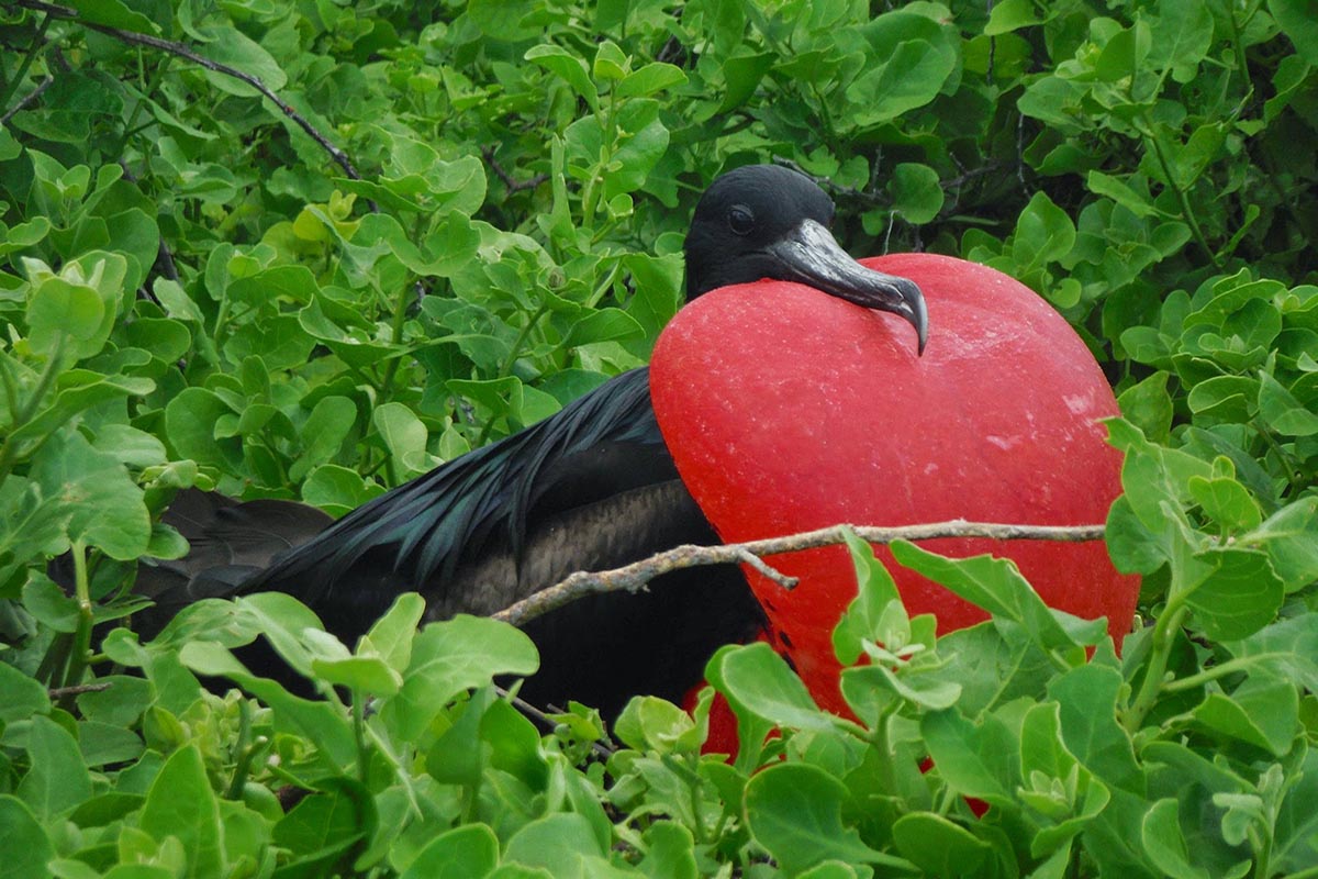 Frigate Bird