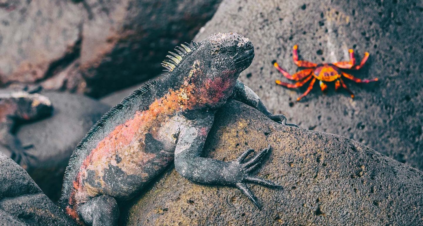 Follow in the footsteps of Darwin on a cruise around the Galapagos  