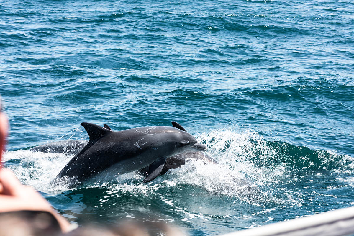 Galveston Dolphin Cruise