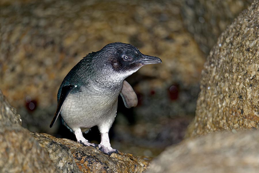 Penguins, George Town