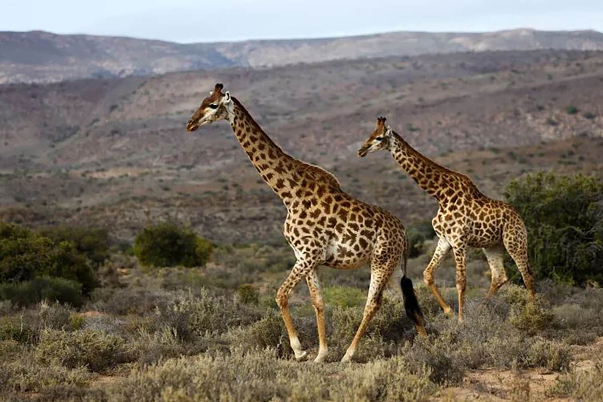 Sanbona Wildlife Reserve