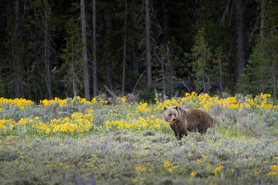Grand Teton National Park
