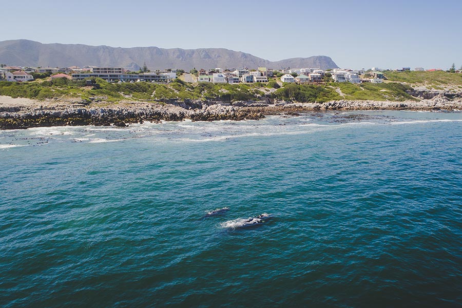 Hermanus