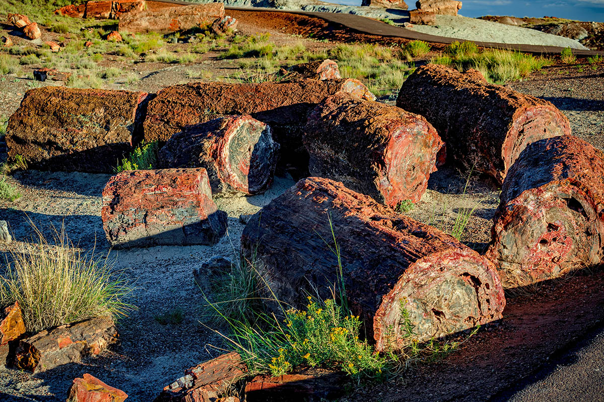 Petrified Forest
