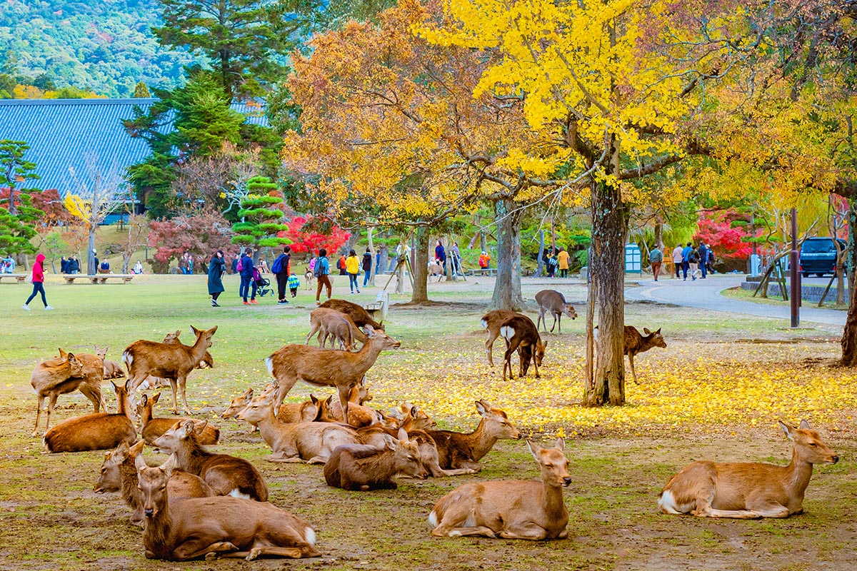 Arashiyama Bamboo Forest, Nara Park, and Fushimi Inari Taisha