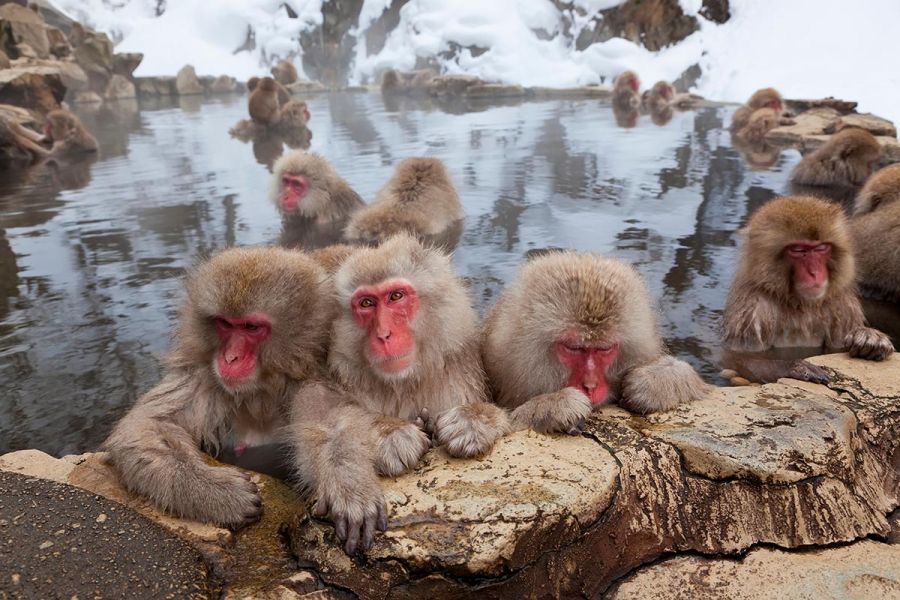 Snow Monkeys Experience