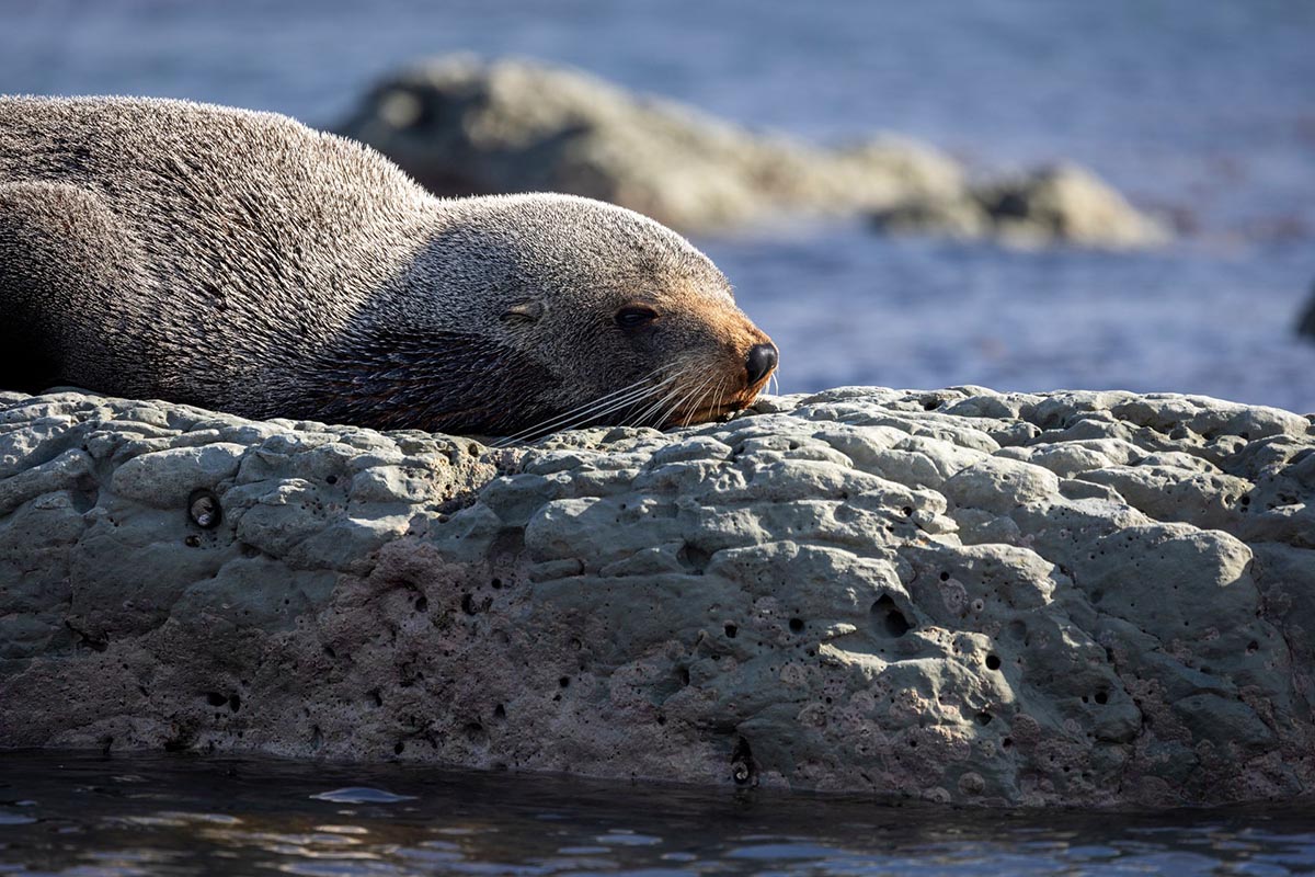 Kaikoura - Credit: Miles Holden