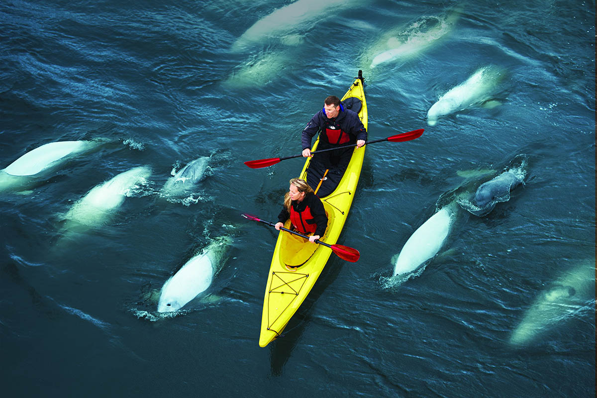 Kayaking with Belugas