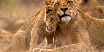 Kruger National Park, South Africa