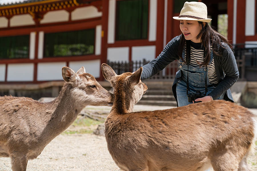 Arashiyama Bamboo Forest, Nara Park, and Fushimi Inari Taisha