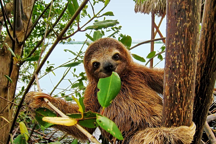 A Sloth in Cano Negro Reserve