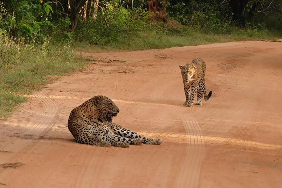 Yala Safari Drive