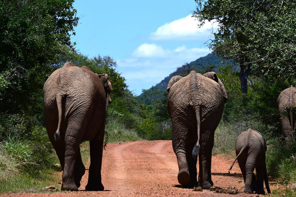 Letamo at Qwabi Private Game Reserve, Waterberg