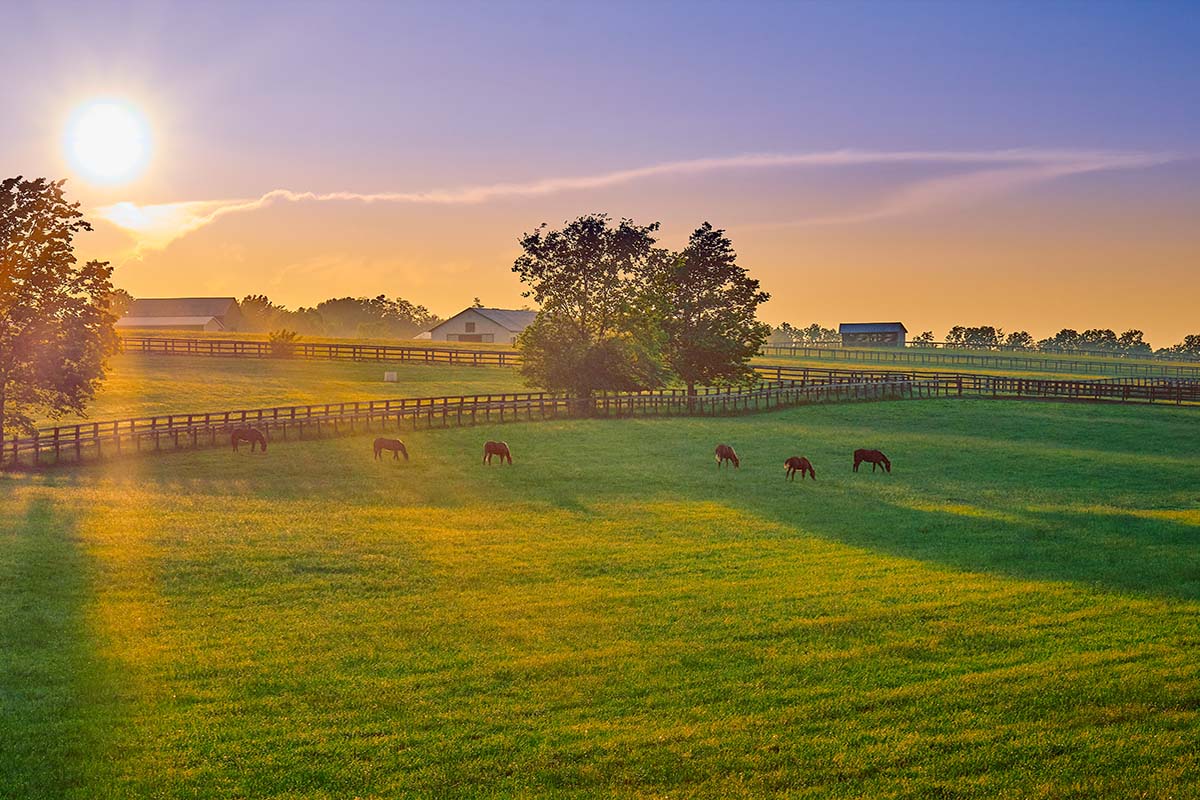Kentucky Horse Farms Tour