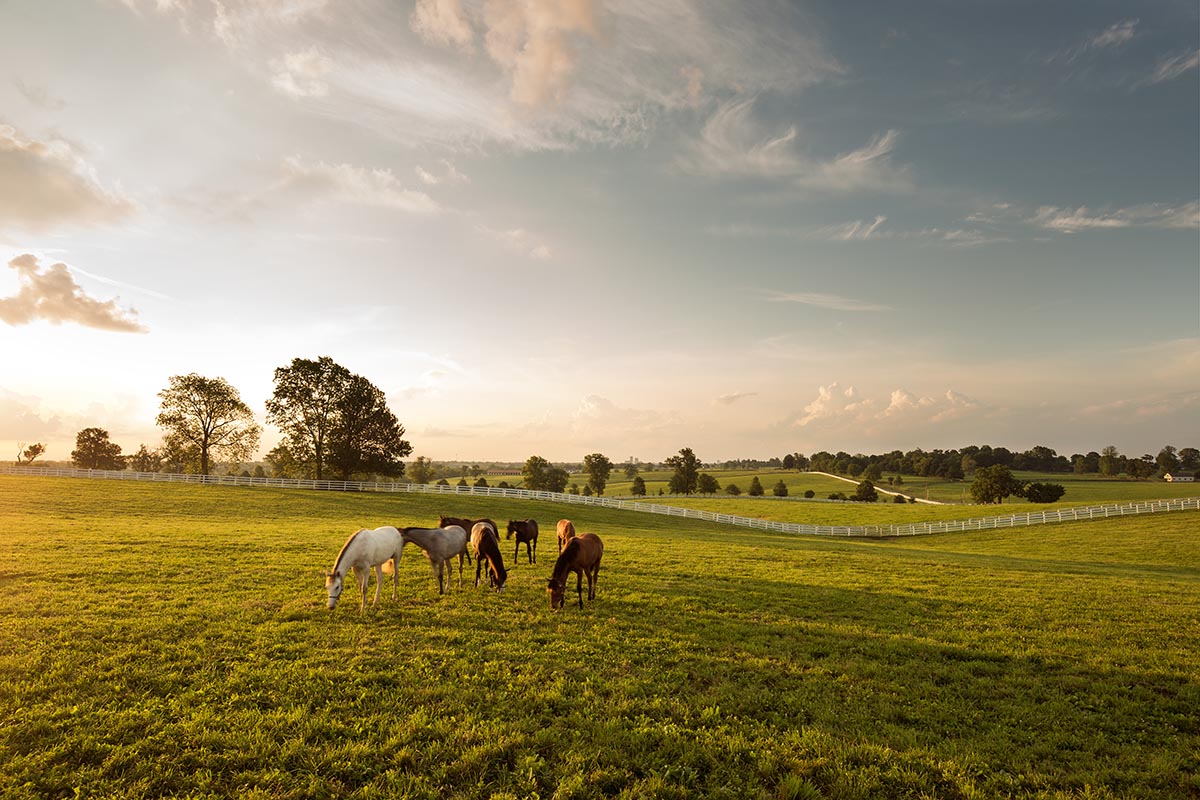 Kentucky Horse Farms Tour