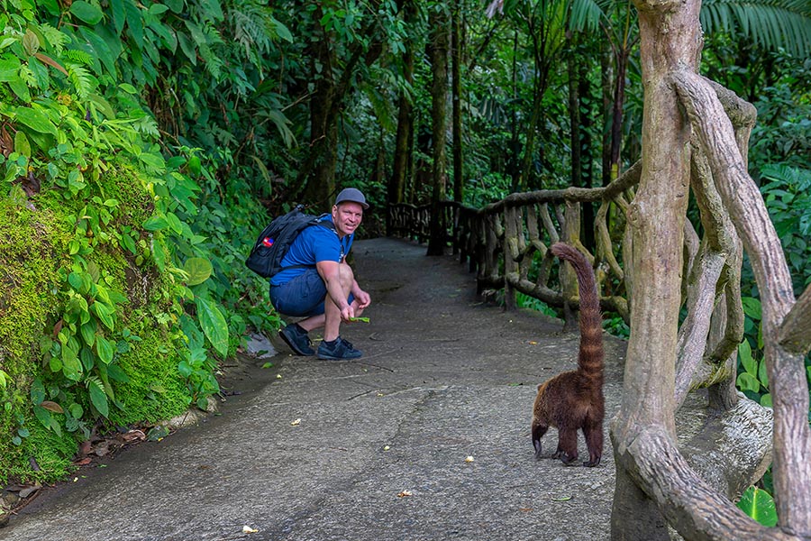 Raccoon on a Jungle Walk in Manuel Antonio National Park