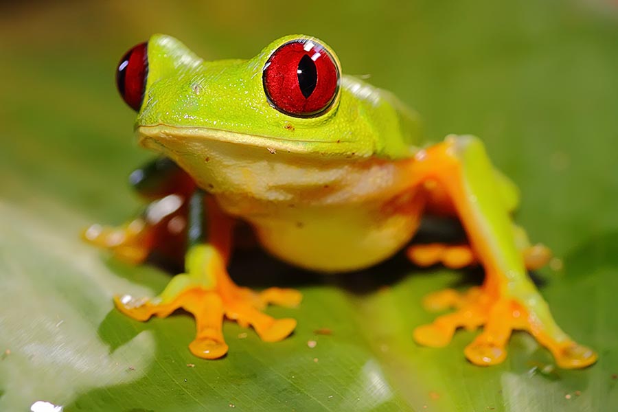 Tree Frog in Manuel Antonio National Park