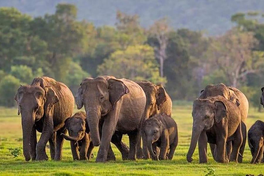Minneriya National Park Elephant Safari