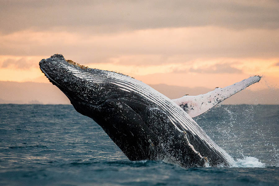 Monterey Whale Watching Tour
