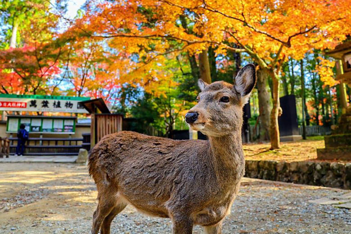Kyoto, Nara, & Uji Day Tour: Foxes, Deer, Temples, and Matcha Experience