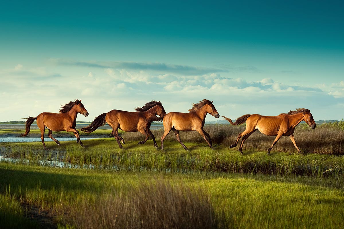 Outer Banks Wild Horse Safari