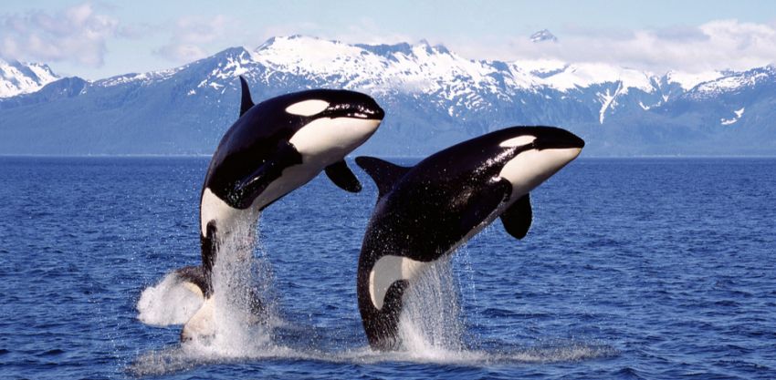 Orcas breaching in Canada visible while on a cruise