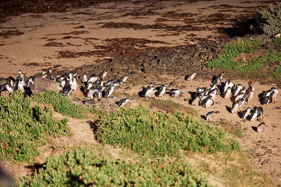 Phillip Island Penguin Parade Credit. Tourism Australia