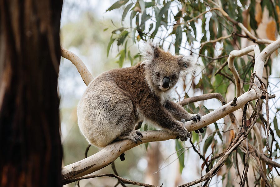 Phillip Island Credit. Tourism Australia