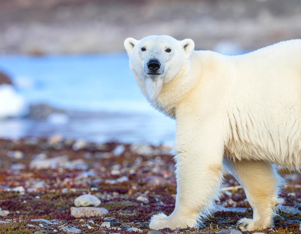 Polar Bear