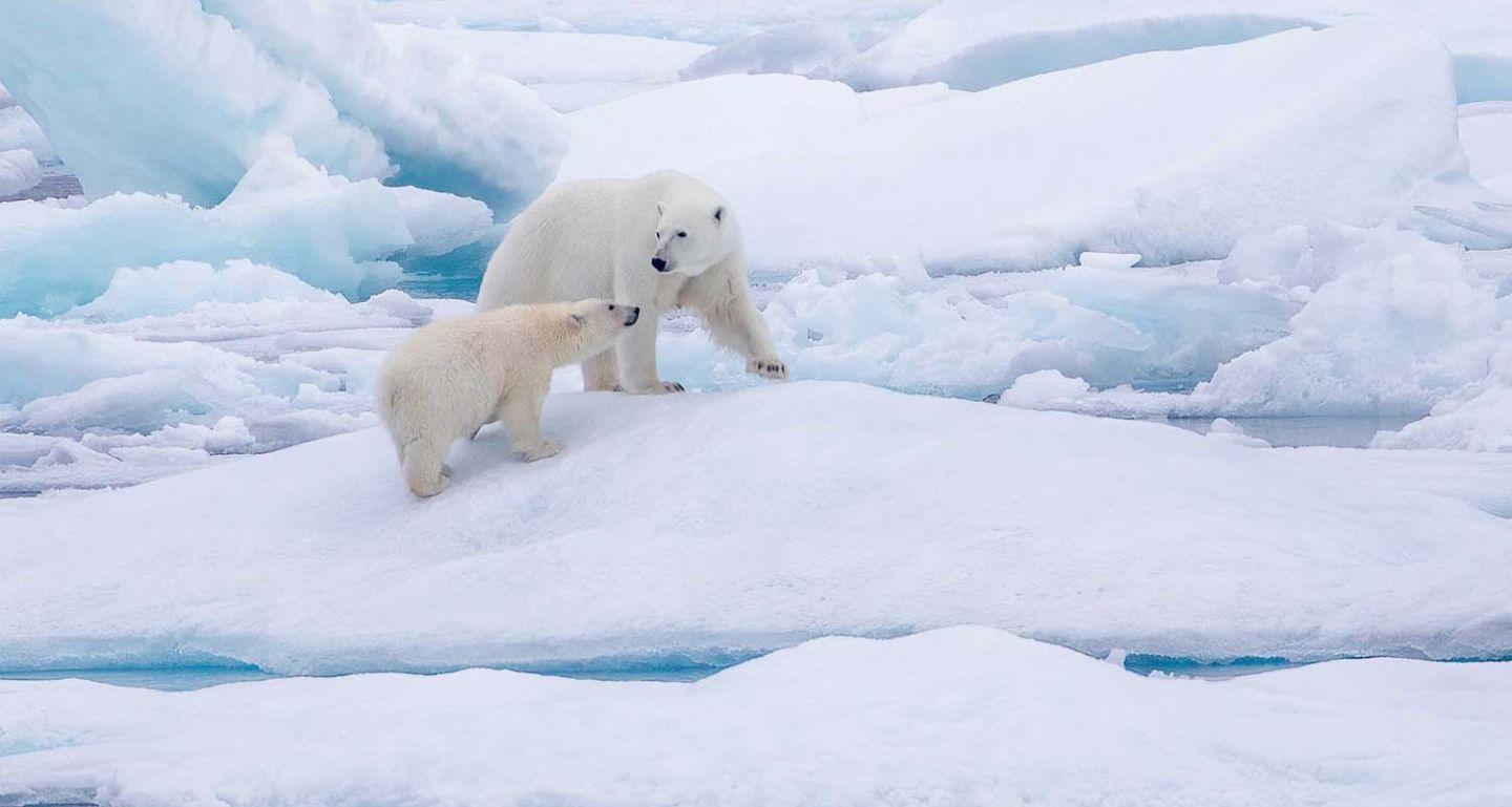 Marvel at nature in all her glory on a cruise to the Polar Regions
