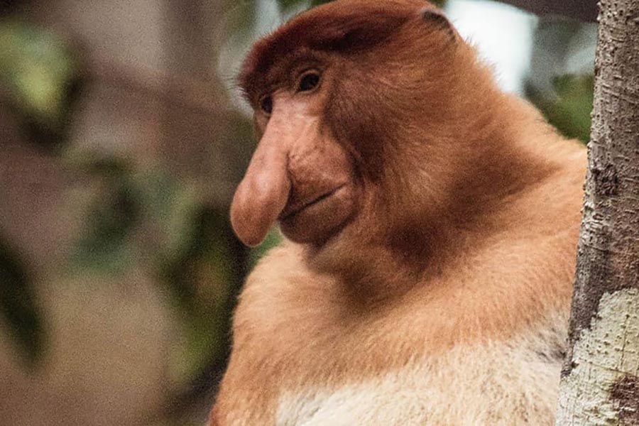 Proboscis Monkeys
