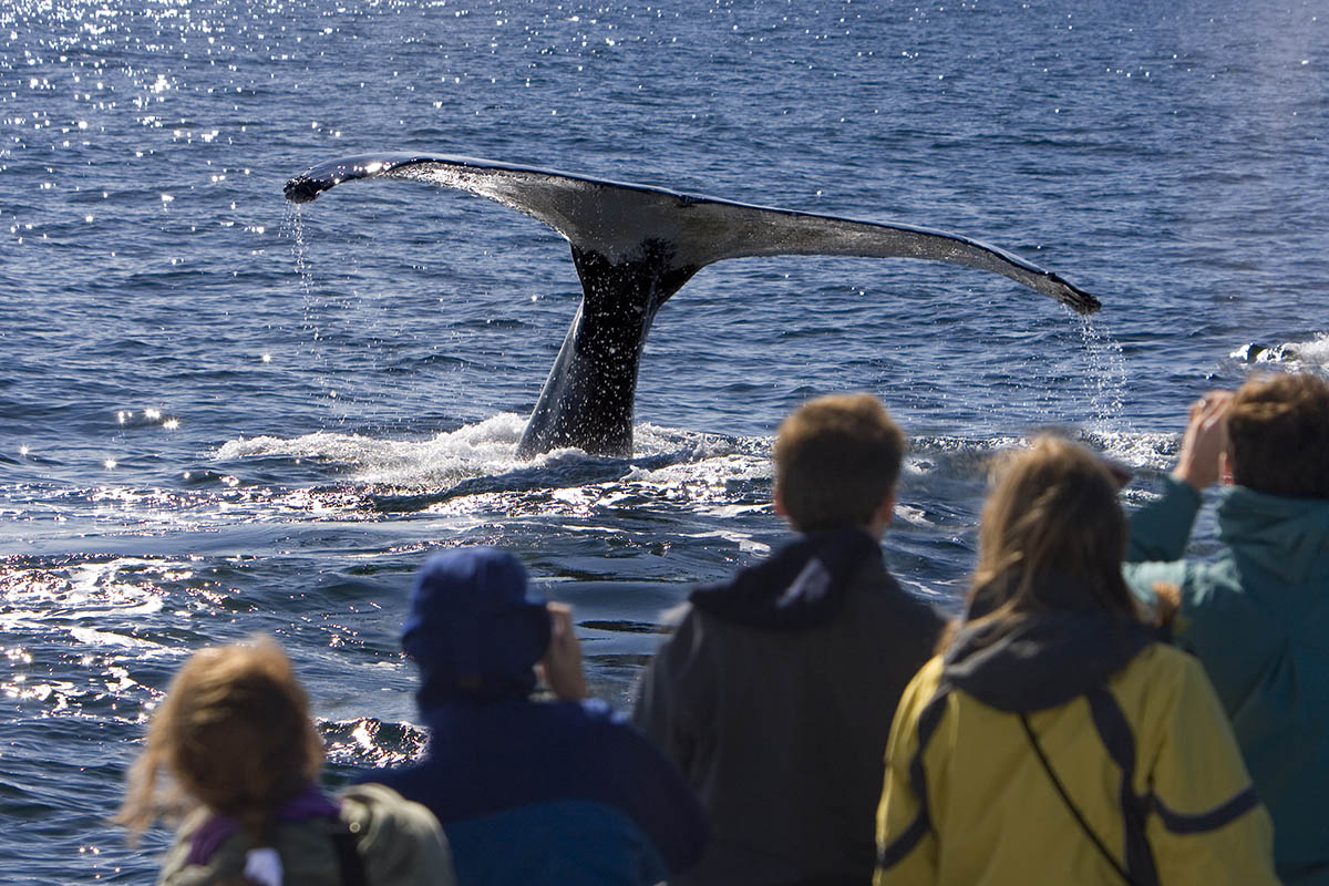 Cape Cod Whale Watching Cruise